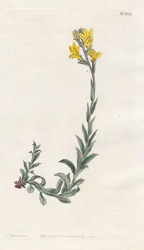 Lobelia lutea. Yellow lobelia. Tab. 1319 - South Africa / Pflanze plant / flower flowers Blume Blumen / botani