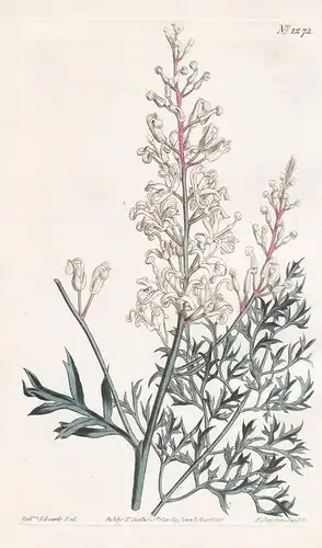 Lomatia silaifolia. Sulphur-wort-leaved lomatia. Tab. 1272 - crinkle bush / Australia / Pflanze plant / flower