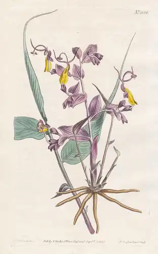 Mantisia saltatoria. Opera-girls. Tab. 1320 - Globba radicalis / East Indies / Pflanze plant / flower flowers