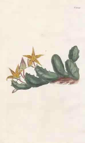 Stapelia geminata. Twin-flowered stapelia. Tab. 1326 - Piaranthus geminatus South Africa / Pflanze plant / flo