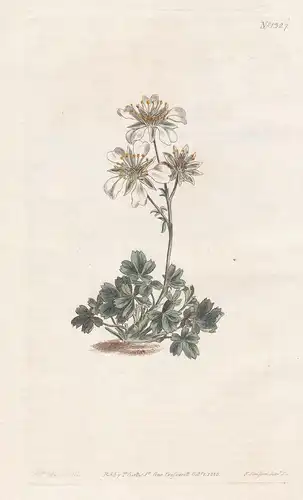 Potentilla clusiana. Clusius's potentilla, or cinquefoil. Tab. 1327 - Clusius-Fingerkraut / Pflanze plant / fl