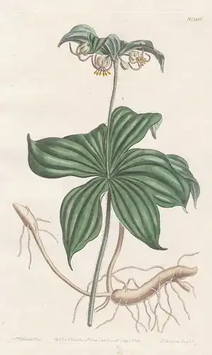 Medeola virginiana. Indian cucumber. Tab. 1316 - North America / Pflanze plant / flower flowers Blume Blumen /