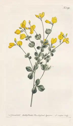 Podalyria tinctoria. Dyer's podalyria. Tab. 1099 - North America / Pflanze plant / flower flowers Blume Blumen