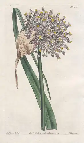 Allium ampeloprasum. Great round-headed garlic. Tab. 1385 - Ackerlauch wild leek / Pflanze plant / flower flow