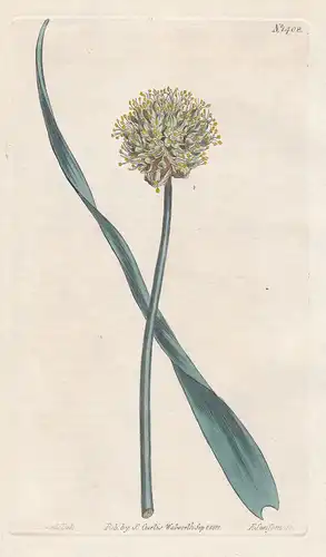 Allium obliquum. Twisted-leaved garlic. Tab. 1408 - Scharfer Gelblauch lop-sided onion / Pflanze plant / flowe