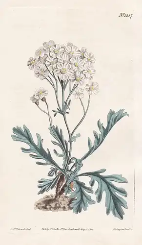 Achillea clavenae. Silvery-leaved milfoil. Tab. 1287 - silvery yarrow Bittere Schafgarbe / Pflanze plant / flo