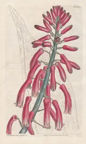 Aloe serrulata. Saw-leaved aloe. Tab. 1415 - South Africa / Pflanze plant / flower flowers Blume Blumen / bota
