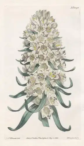 Campanula thyrsoidea. Long-spiked bell-flower. Tab. 1290 - Strauß-Glockenblume/ Pflanze plant / flower flowers