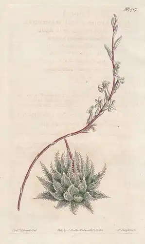 Aloe arachnoides translucens. Transparent-leaved aloe. Tab. 1417 - Haworthia translucus / Pflanze plant / flow