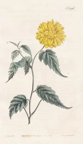 Corchorus japonicus, var. flore pleno. Double-flowered Japan corchorus. Tab. 1296 -  Japanese kerria Kerrie /