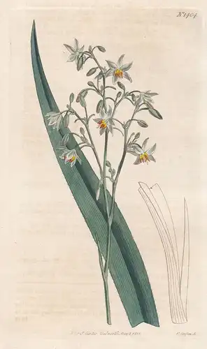 Dianella ensifolia. Whitish flowered dianella. Tab. 1404 - China / Pflanze plant / flower flowers Blume Blumen