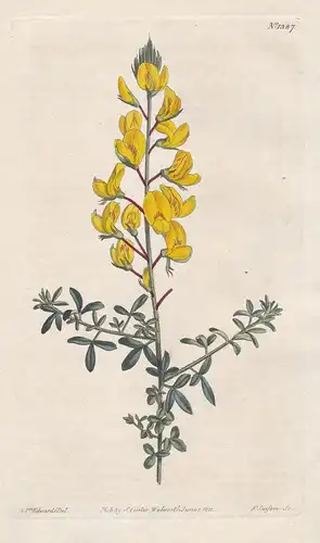Cytisus divaricatus. Smooth-leaved straddling cytisus. Tab. 1387 - Pflanze plant / flower flowers Blume Blumen