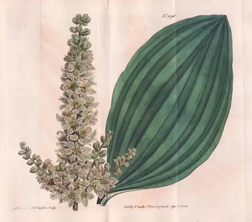 Helonias viridis. Green-flowered helonias. Tab. 1096 - Veratrum viride Indian poke / North America / Pflanze p