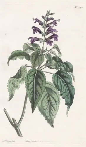 Salvia amoena. Purple-flowered sage. Tab. 1294 - Caribbean Sage / West Indies / Pflanze plant / flower flowers