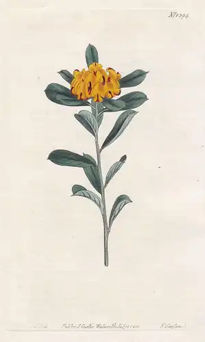 Pultenaea daphnoides. Daphne-leaved pultenaea. Tab. 1394 - large-leaf bush-pea / Australia / Pflanze plant / f