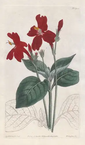 Ruellia formosa. Splendid ruellia. Tab. 1400 - Brasil Brazil / Pflanze plant / flower flowers Blume Blumen / b