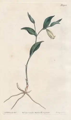 Uvularia sessilifolia. Sessile-leaved uvularia. Tab. 1402 - sessile bellwort / North America / Pflanze plant /