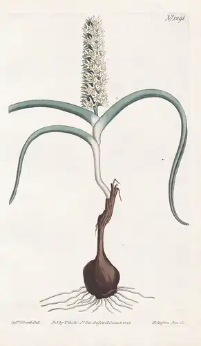 Melanthium monopetalum. Many-flowered melanthium. Tab. 1291 - Wurmbea monopetala / South Africa / Pflanze plan