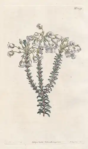 Erica odorata. Perfumed heath. Tab. 1399 - South Africa / Pflanze plant / flower flowers Blume Blumen / botani