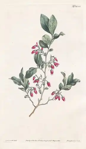 Vaccinium resinosum. Red-flowered clammy whortle-berry. Tab. 1288 - Gaylussacia baccata black huckleberry / No