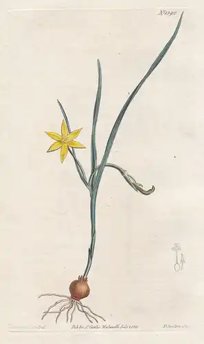 Trichonema caulescens. Caulescent trichonema. Tab. 1391 - South Africa / Pflanze plant / flower flowers Blume