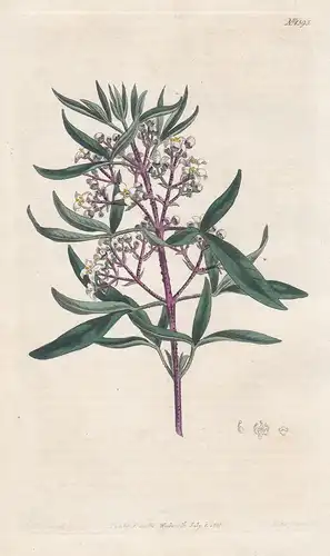 Zieria smithii. Lanceolate zieria. Tab. 1395 - sandfly zieria / Australia / Pflanze plant / flower flowers Blu
