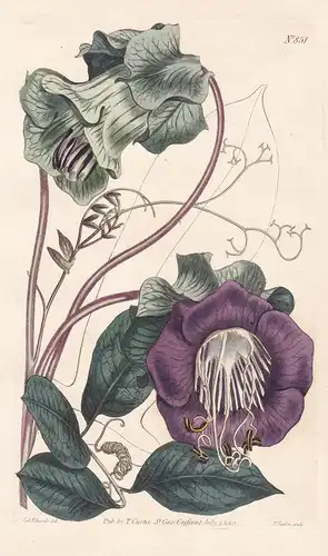 Cobaea scandens. Climbing cobaea. Tab. 851 - Glockenrebe cup-and-saucer vine / Mexico / Pflanze Pflanzen plant