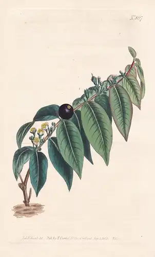 Myrtus disticha. Globe-berried myrtle. Tab. 867 - Eugenia disticha / Jamaica / Pflanze Pflanzen plant plants /