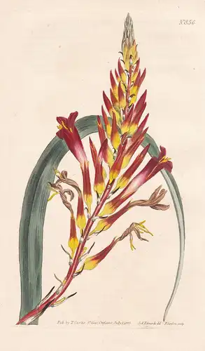 Pitcairnia latifolia. Broad-leaved pitcairnia. Tab. 856 - West Indies / Pflanze Pflanzen plant plants / flower