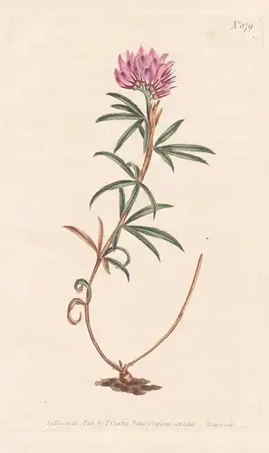 Trifolium lupinaster. Lupine trefoil. Tab. 879 - Lupinen-Klee / Sibirien Siberia / Pflanze Pflanzen plant plan