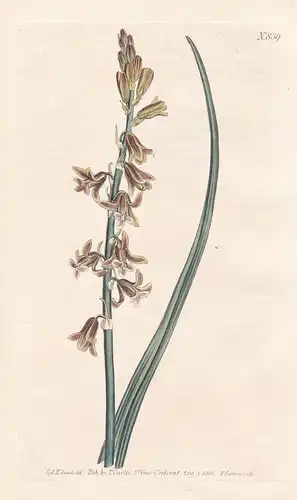 Scilla serotina. Brown-flowered squil. Tab. 859 - Schweifblatt / Pflanze Pflanzen plant plants / flower flower
