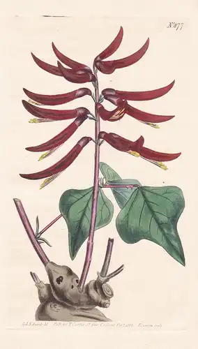 Erythrina herbacea. Herbaceous coral-tree. Tab. 877 - coral bean / South Carolina / Pflanze Pflanzen plant pla