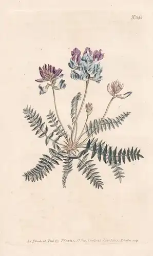 Astragalus montanus. Mountain milk-vetch. Tab. 843 -  Oxytropis montana Berg-Spitzkiel / Pflanze Pflanzen plan