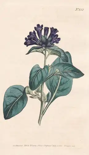 Hyoscyamus physaloides. Purple-flowered henbane. Tab. 852 - Siberia Sibirien / Pflanze Pflanzen plant plants /
