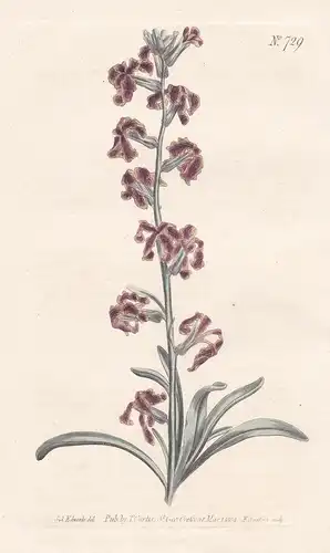 Cheiranthus tristis. Dark-flowered stock. Tab. 729 - Matthiola fruticulosa sad stock Trübe Levkoje / Pflanze P