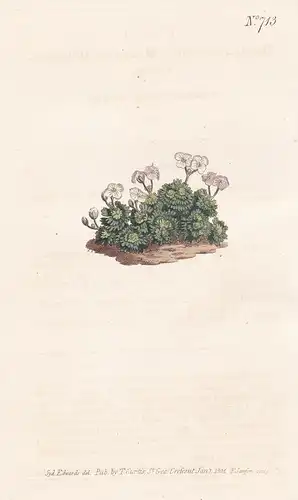 Draba pyrenaica. Mountain whitlow-grass. Tab. 713 - Steinschmückel Petrocallis pyrenaica / Pyreneen Alpen Alps