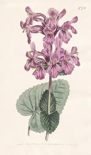 Betonica grandiflora. Great-flowered betony. Tab. 700 - Großblütige Betonie / Siberia / Pflanze Pflanzen plant