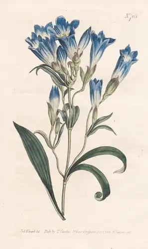 Gentiana adscendens. Porcelane-flowered gentian. Tab. 705 - Gentiana decumbens / Siberia / Pflanze Pflanzen pl