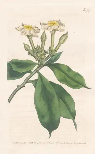 Cerbera ahouai. Oval-leaved cerbera. Tab. 737 - Thevetia ahouai / West Indies Brazil Brasil / Pflanze Pflanzen