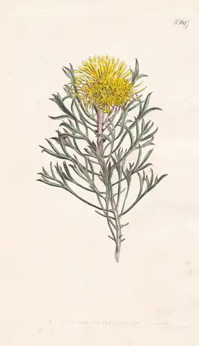 Protea anemonifolia. Fork-leaved protea. Tab. 697 - Isopogon anemonifolius broad-leaved drumsticks / Australia