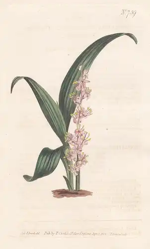 Sanseviera sessiliflora. Chinese sanseviera. Tab. 739 - China / Pflanze Pflanzen plant plants / flower flowers