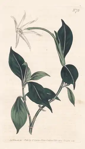 Hillia longiflora. Long-tubed hillia. Tab. 721 - Jamaica / Pflanze Pflanzen plant plants / flower flowers Blum