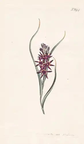 Melanthium spicatum. Star-flowered melanthium. Tab. 694 - South Africa / Pflanze Pflanzen plant plants / flowe