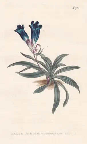 Gentiana adscendens. Dwarf porcelain-flowered gentian. Tab. 723 - Gentiana decumbens / Siberia Sibirien / Pfla