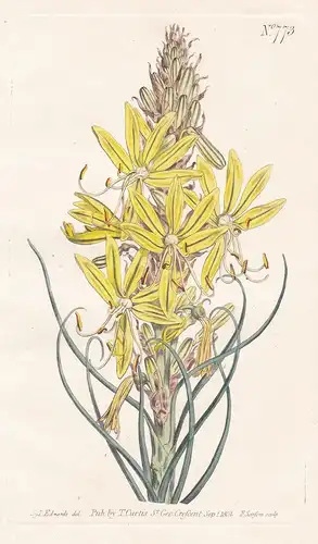 Asphodelus Luteus. Yellow Asphodel, or Kingspear. Tab. 773 - Gelbe Affodill Goldwurz Asphodeline lutea king's