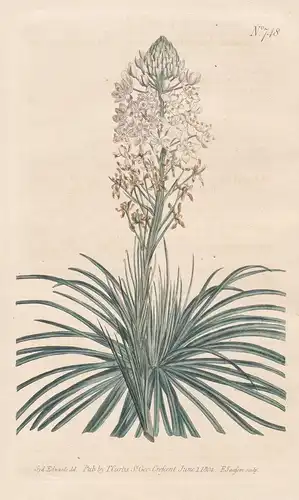 Helonias Asphodeloides. Grass-leaved Helonias. Tab. 748 - North America Nordamerika / Pflanze Pflanzen plant p