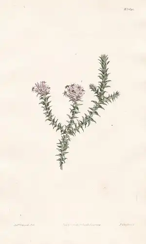 Andersonia Sprengelioides. Sprengelia-like Andersonia. Tab. 1645 - Australia Australien / Pflanze Pflanzen pla