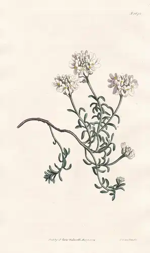 Iberis Saxatilis corifolia. Smooth-leaved rock candy-tuft. Tab. 1642 - rock candytuft Felsen-Schleifenblume /