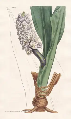 Tupistra Squalida. Amboyna Tupistra. Tab. 1655 - Ambon Island / Pflanze Pflanzen plant plants / flower flowers