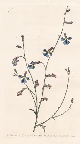 Lobelia Gracilis. Slender-Stemmed Lobelia. Tab. 741 - Lobelien Lobelie Glockenblume / South Africa Südafrika /